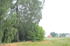 Obraz 1295